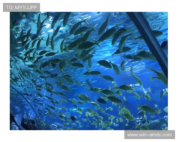 澳门回力海立方简介:澳门回力海立方的地理位置与交通便利性分析 澳门回力海立方简介:澳门回力海立方的地理位置与交通便利性分析